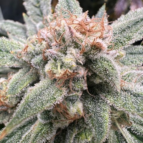 Eleanor growlog timeline photo