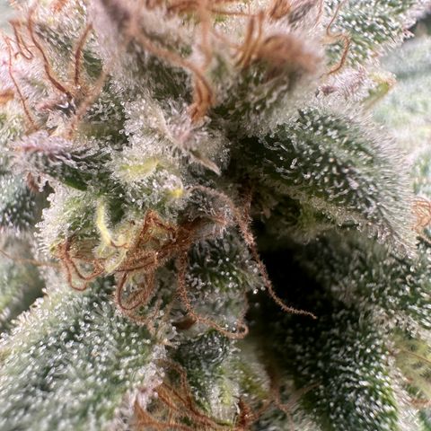 Eleanor growlog timeline photo