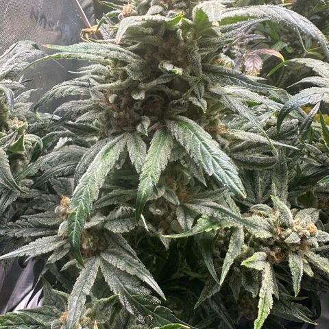 Eleanor growlog timeline photo