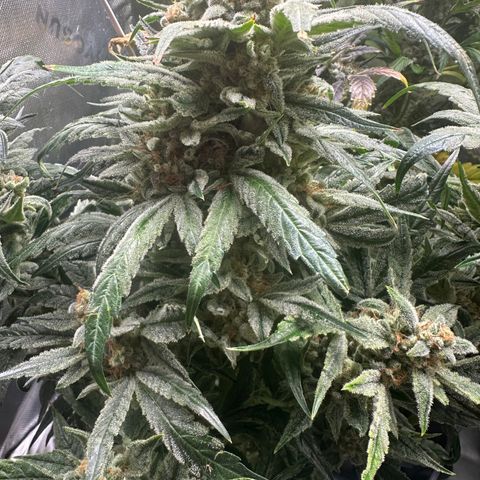Eleanor growlog timeline photo