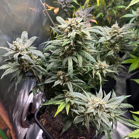 Eleanor growlog timeline photo