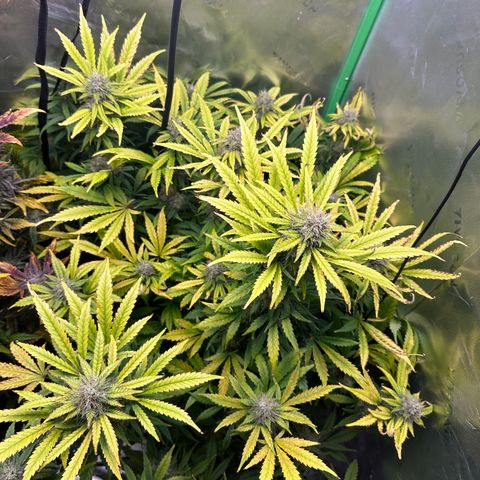 Anne Bonny growlog timeline photo