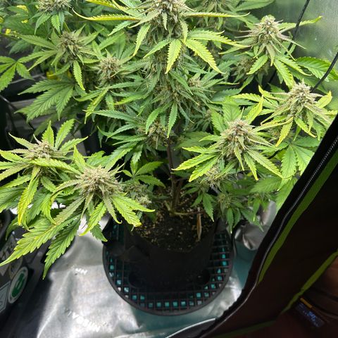 Liv growlog timeline photo
