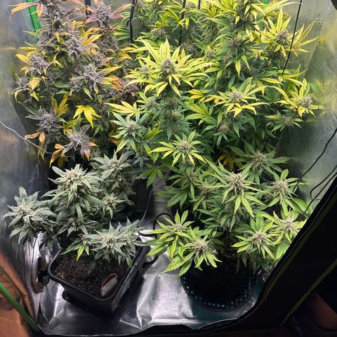 Liv growlog timeline photo