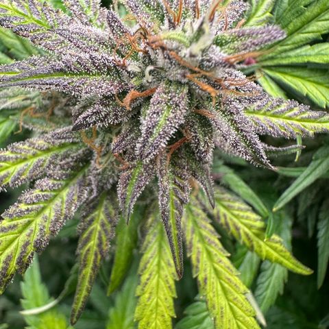 Zoe growlog timeline photo