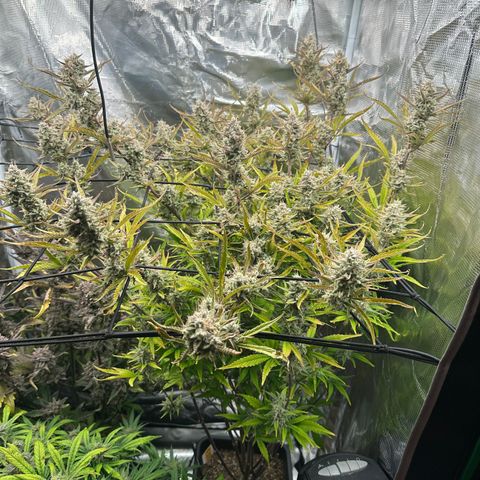 Emma growlog timeline photo