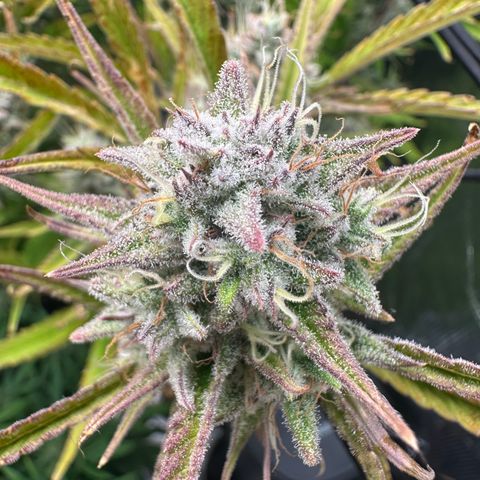 Emma growlog timeline photo