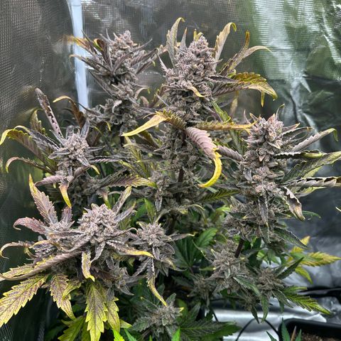 Freydis growlog timeline photo
