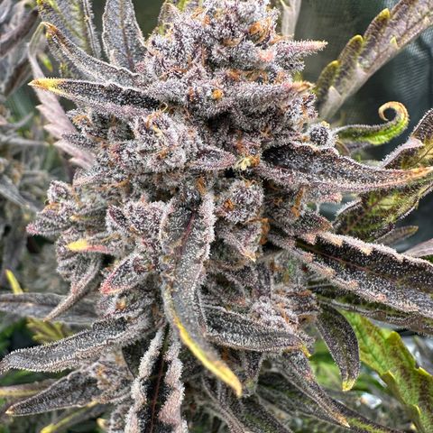 Freydis growlog timeline photo