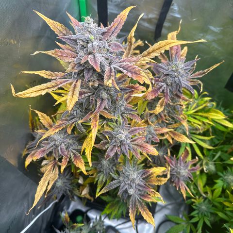 Max growlog timeline photo