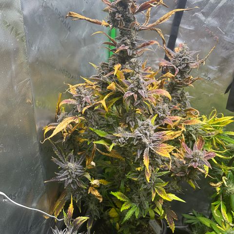 Max growlog timeline photo