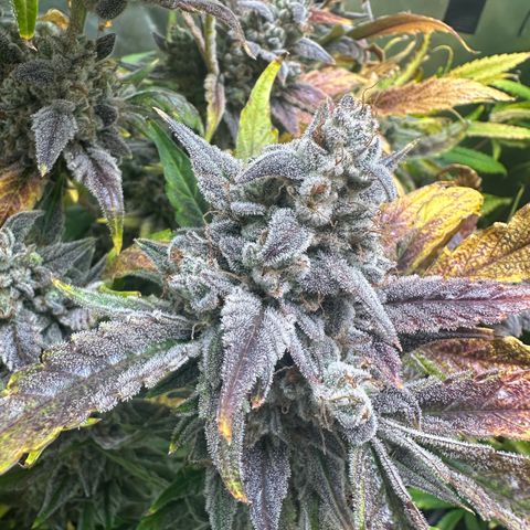 Max growlog timeline photo