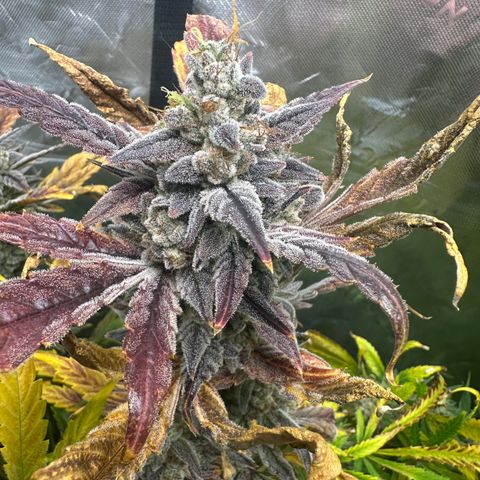 Max growlog timeline photo