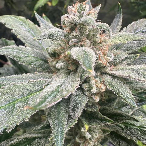 Eleanor growlog timeline photo