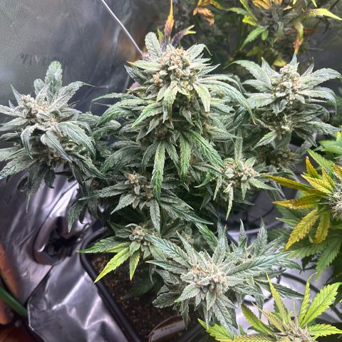 Eleanor growlog timeline photo