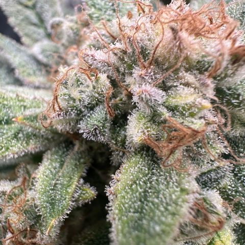 Eleanor growlog timeline photo