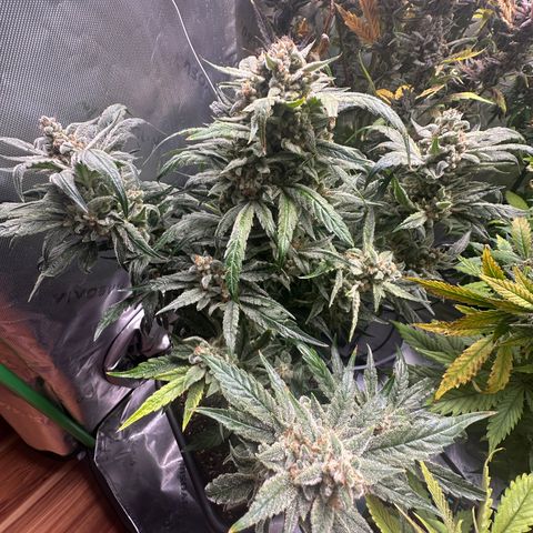 Eleanor growlog timeline photo