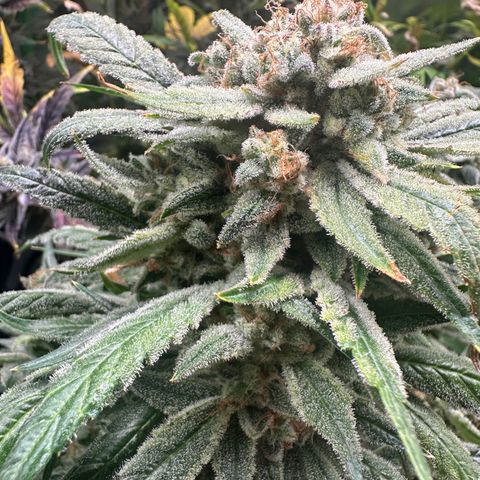 Eleanor growlog timeline photo