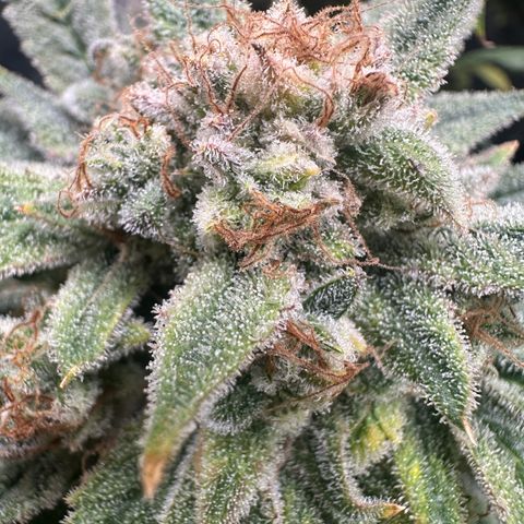 Eleanor growlog timeline photo