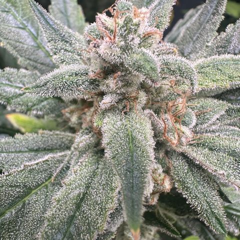 Eleanor growlog timeline photo