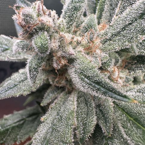 Eleanor growlog timeline photo