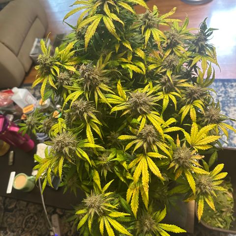 Zoe growlog timeline photo