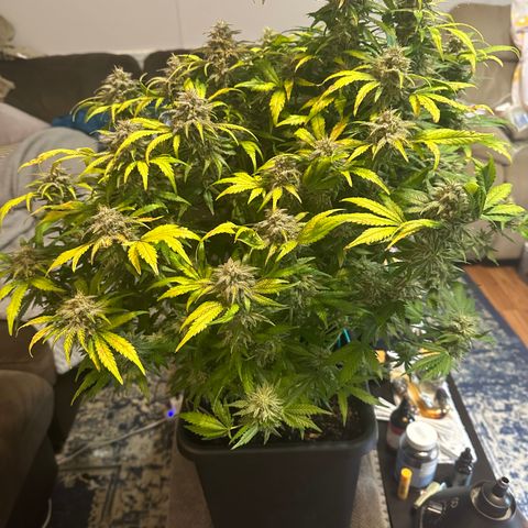 Zoe growlog timeline photo