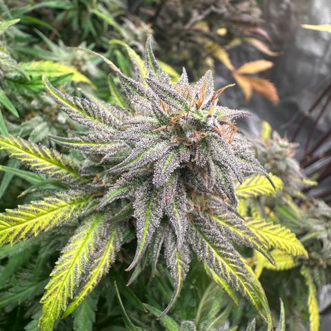 Zoe growlog timeline photo