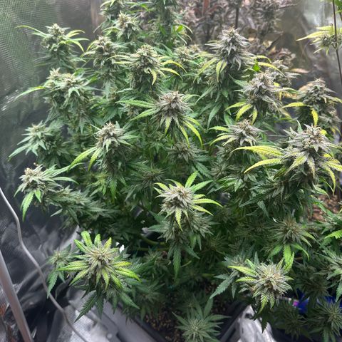 Zoe growlog timeline photo