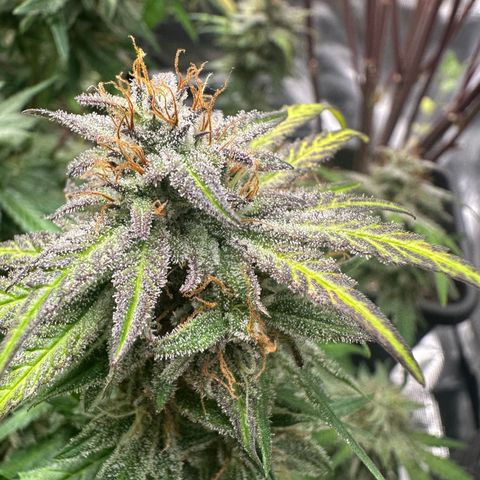 Zoe growlog timeline photo