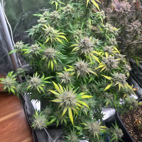 Zoe growlog timeline photo