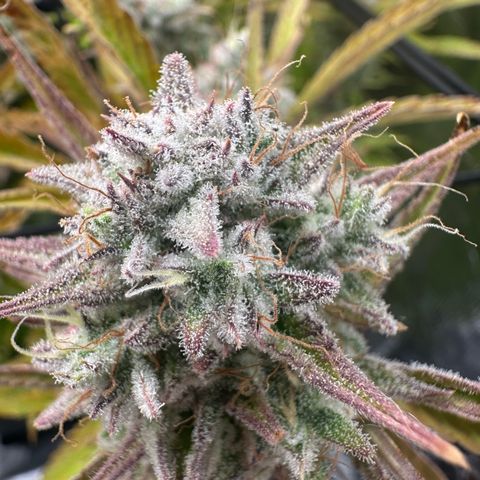 Emma growlog timeline photo