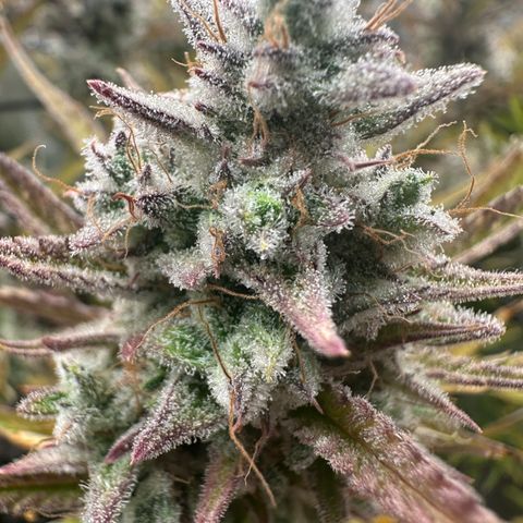 Emma growlog timeline photo