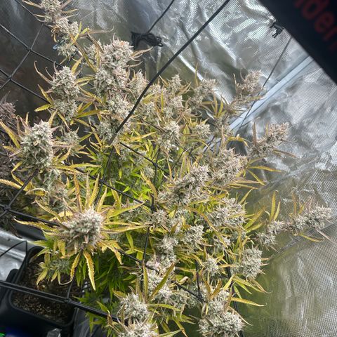 Emma growlog timeline photo