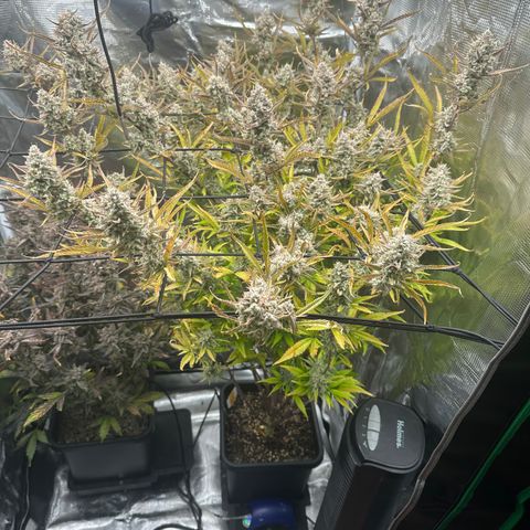 Emma growlog timeline photo