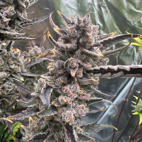 Freydis growlog timeline photo