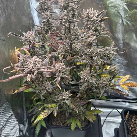 Freydis growlog timeline photo