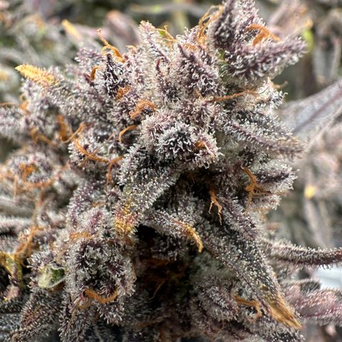 Freydis growlog timeline photo