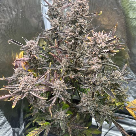 Freydis growlog timeline photo