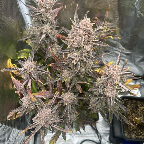 Freydis growlog timeline photo
