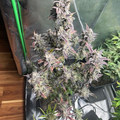 Max growlog timeline photo
