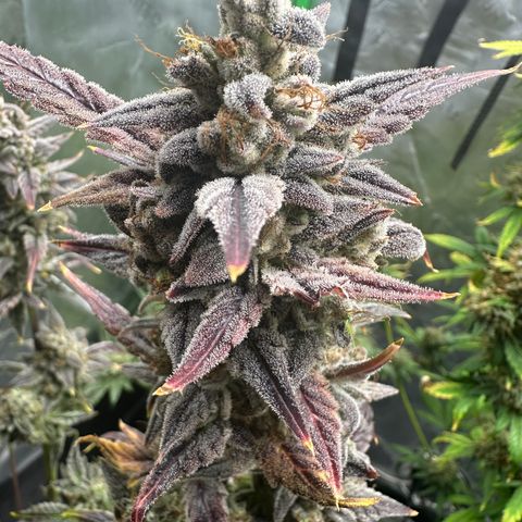 Max growlog timeline photo