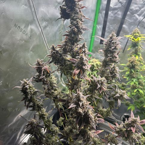 Max growlog timeline photo