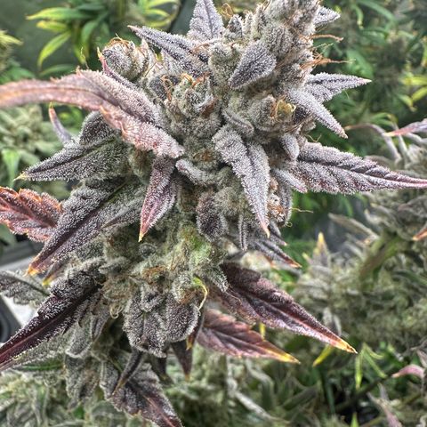 Max growlog timeline photo