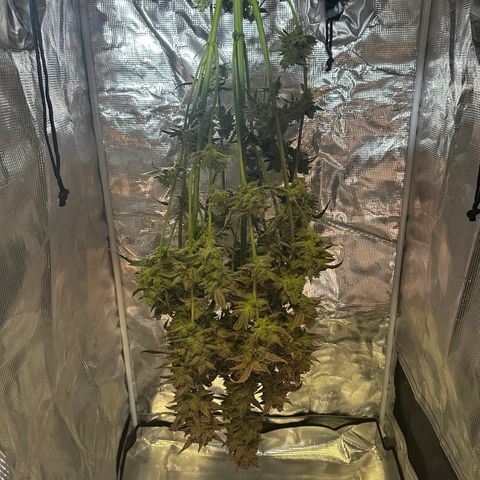 Max growlog timeline photo