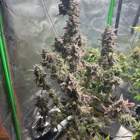 Max growlog timeline photo