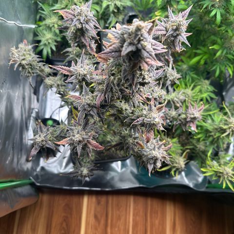 Max growlog timeline photo
