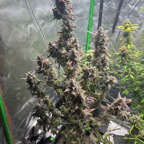 Max growlog timeline photo