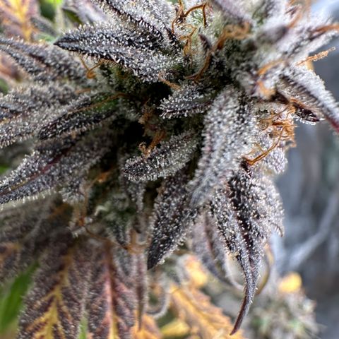 Zoe growlog timeline photo