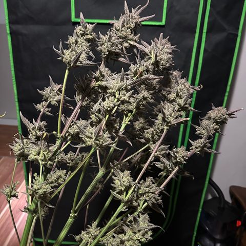 Freydis growlog timeline photo